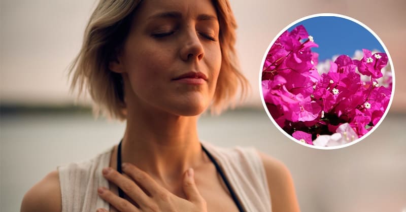 flor de bugambilia para la salud flor de bugambilia para la salud