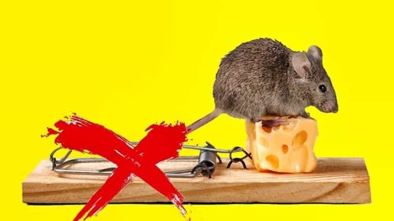 Alejar a los Ratones de Casa El Truco Radical para Alejar a los Ratones de Casa